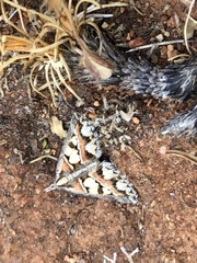 Dichromodes euprepes
