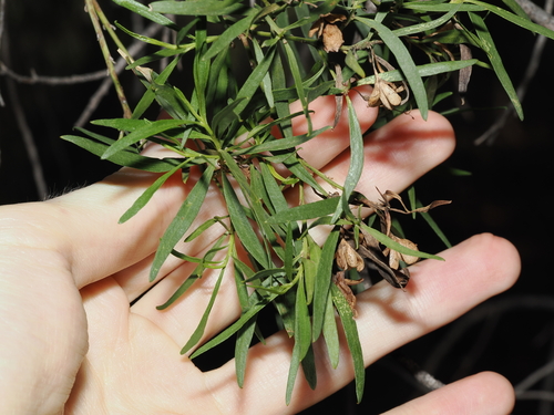Bastard Sandalwood (Eremophila mitchellii)