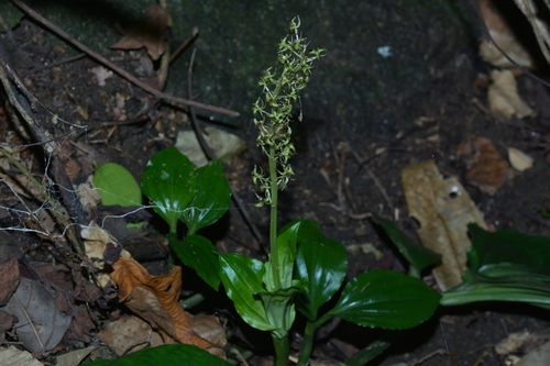 Taiwan Bog Orchid