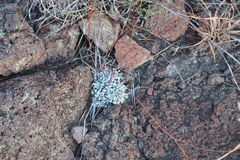 Eriogonum tenellum