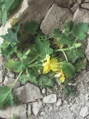 Eucnide bartonioides
