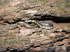 Thamnophis sirtalis semifasciatus