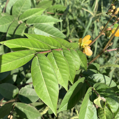 Senna occidentalis image