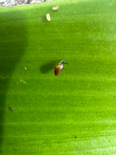Pacificella baldwini observed 2026-04-02