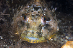Taurulus bubalis