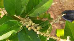 Croton heliotropiifolius