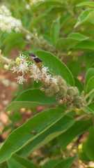 Croton heliotropiifolius
