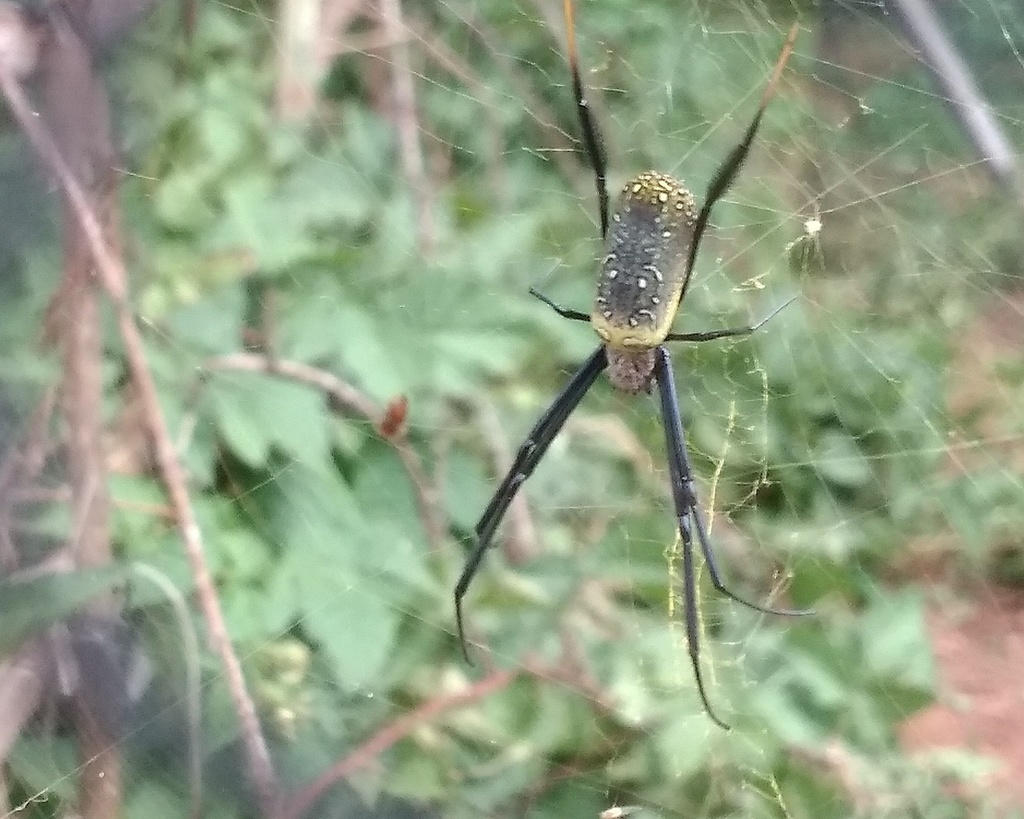 Hairy Golden Orbweaving Spider from Chisipite, Harare, Zimbabwe on