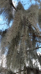 Tillandsia usneoides