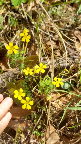 Small's woodsorrel (Oxalis colorea)