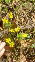Athena Philips, CC BY, iNaturalist via GBIF Oxalis colorea, photograph Athena Philips, CC BY, iNaturalist via GBIF