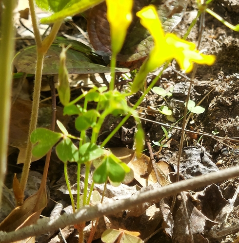 Oxalis colorea, photograph 5
