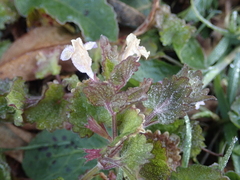 Glechoma grandis