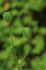 Lilium debile
