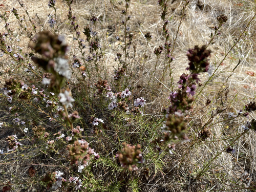sticky western rosinweed (Calycadenia multiglandulosa)