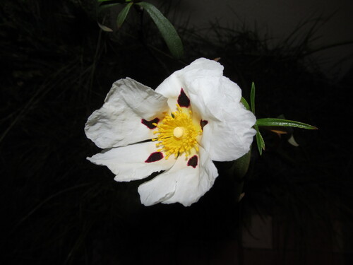 Cistus ladanifer