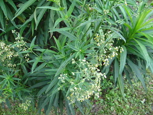 Blumea linearis, photograph 2
