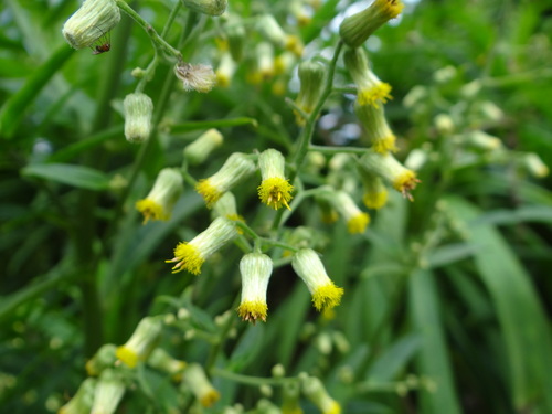 Blumea linearis, photograph 3