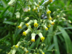 Blumea linearis, photograph (c) 呂一起(Lyu yi-chi), some rights reserved (CC BY)
