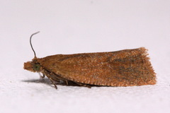 Celypha rufana