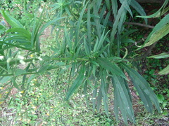 Blumea linearis, photograph (c) 呂一起(Lyu yi-chi), some rights reserved (CC BY)