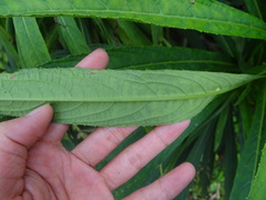Blumea linearis, photograph (c) 呂一起(Lyu yi-chi), some rights reserved (CC BY)