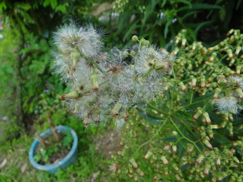 Blumea linearis, photograph 1
