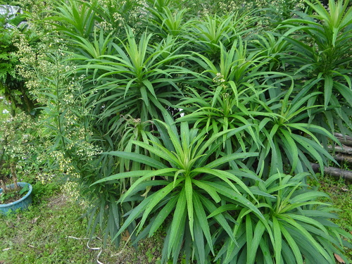 Blumea linearis