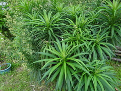 Blumea linearis