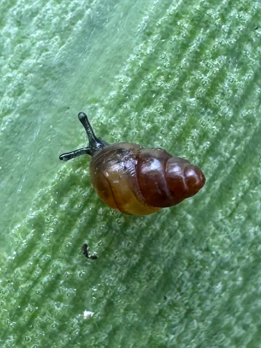 Pacificella baldwini observed 2026-04-02