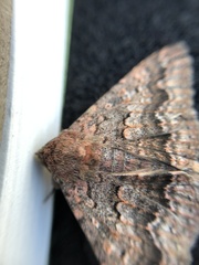 Eudesmeola lawsoni