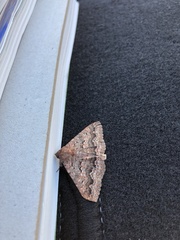 Eudesmeola lawsoni