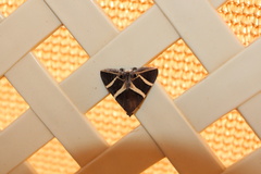 Grammodes oculicola