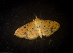 Herpetogramma cynaralis