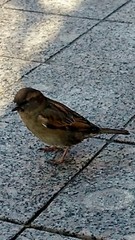 Passer domesticus