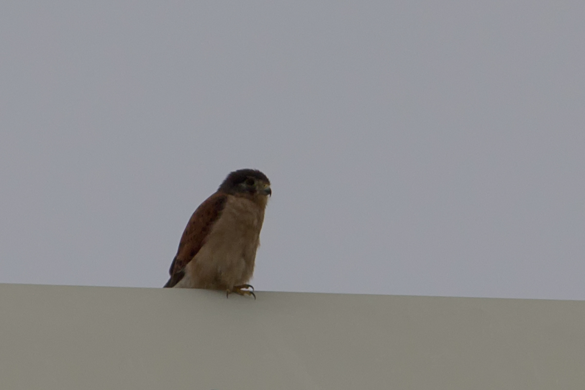 Seychelles Kestrel (Falco araeus)