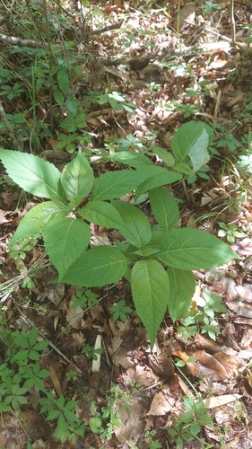 Anise Horsebalm (Collinsonia anisata)