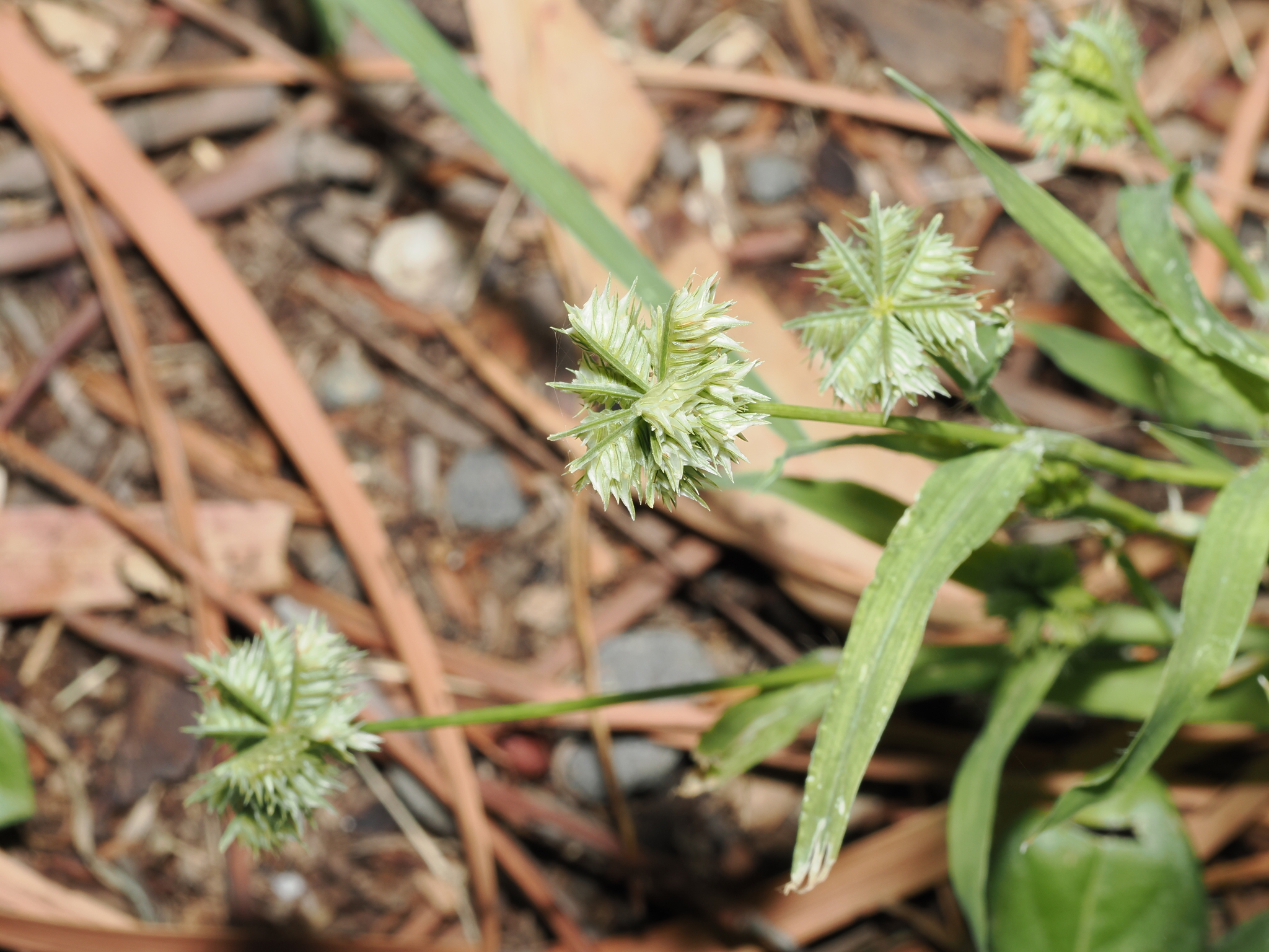 Buttongrass (Dactyloctenium radulans)