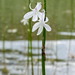 Lobelia dortmanna 3