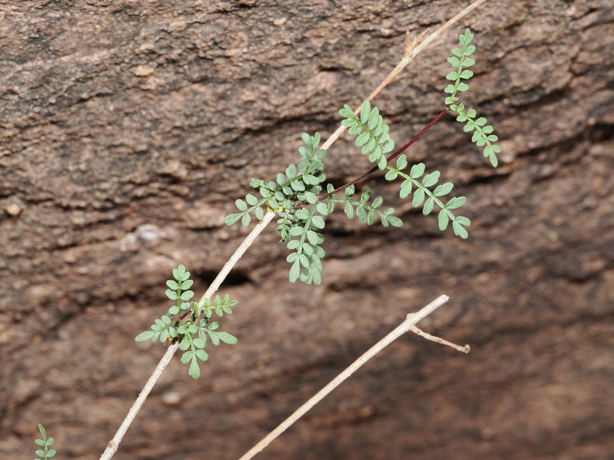 Spearbush (Pandorea doratoxylon)
