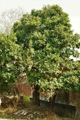 Ehretia tinifolia