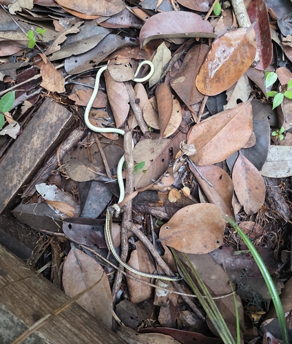 Dendrelaphis pictus