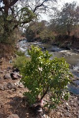 Ehretia tinifolia