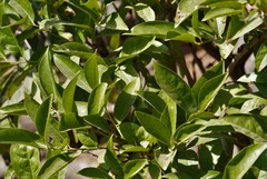 Ehretia tinifolia