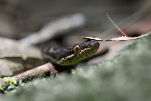 Seychelles Wolf Snake, Lycognathophis seychellensis
