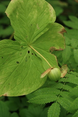 Trillium camschatcense