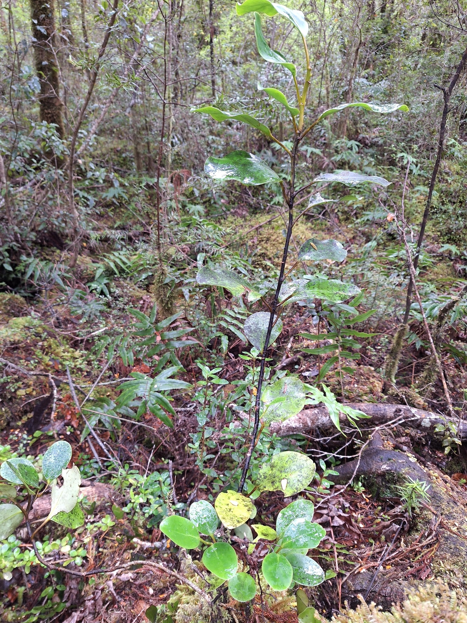 Kapuku (Griselinia littoralis)
