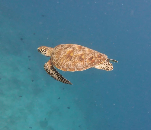 Chelonia mydas