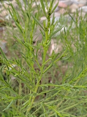Baccharis sarothroides