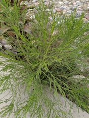 Baccharis sarothroides